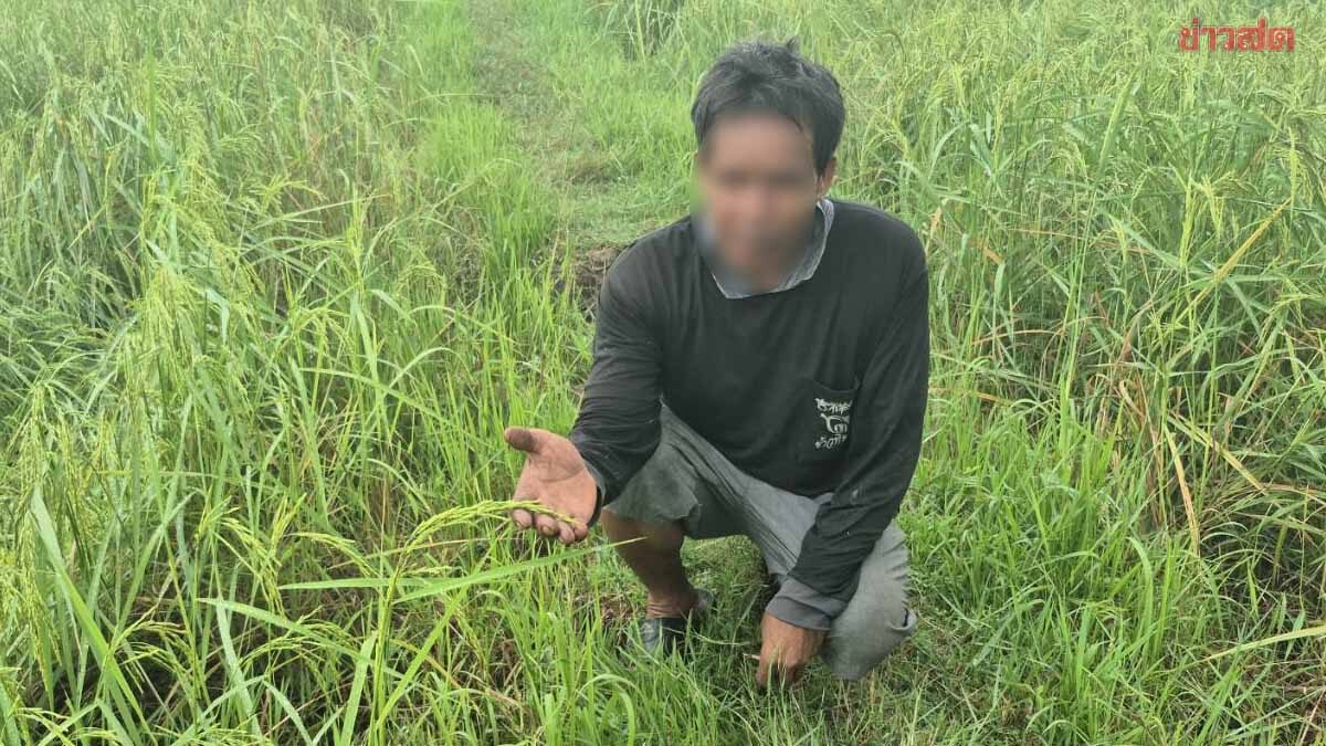 ชาวนาบุรีรัมย์วอนรัฐเร่งจ่ายเงินช่วยค่าเก็บเกี่ยว หวังข้าวเปลือกแตะตันละ 15,000 บาท