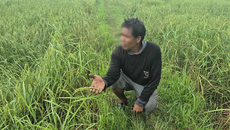 ชาวนาบุรีรัมย์วอนรัฐเร่งจ่ายเงินช่วยค่าเก็บเกี่ยว หวังข้าวเปลือกแตะตันละ 15,000 บาท